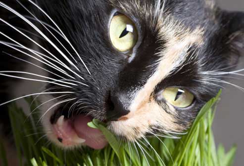 Calico cat eating grass 