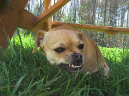 Dog eating grass - yum!