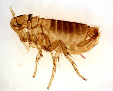 close up flea