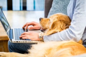 Working from home with your pet