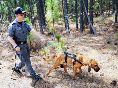 bloodhound tracking dog in woods