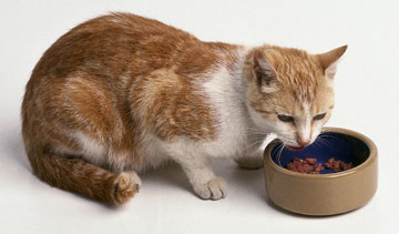 Provide the new cat their own eating area