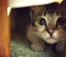 cat hiding under furniture