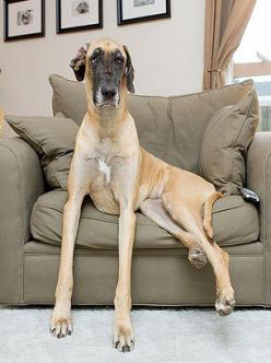 Large dog on chair