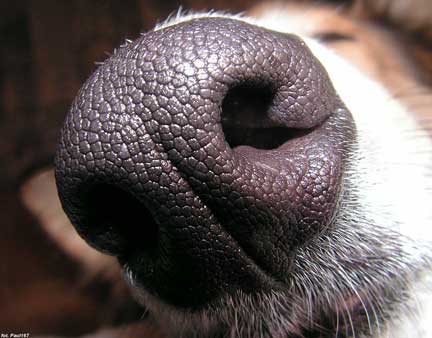 close up of dog nose