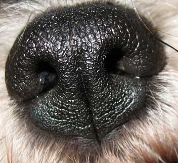 close up of dog's nose