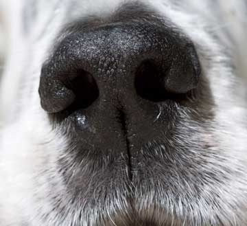 close up of dog nose