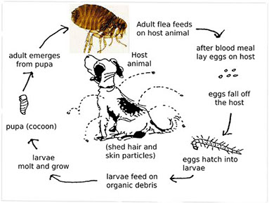 diagram of flea life cycle
