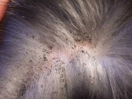 close up of flea dirt on animal