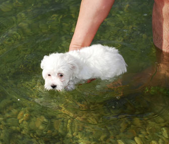 Small dog being held up in water